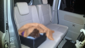 内装後方シート