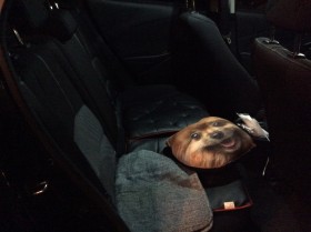 内装後方シート